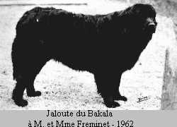 Jaloute du Dakala à M. et Mme Freminet - 1962